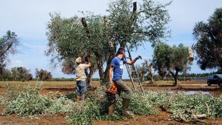 The bacteria, and poor political choices, destroying Italian olive oil 