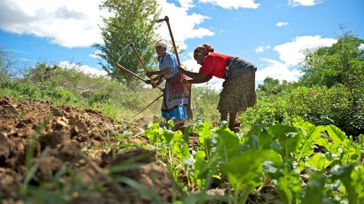 Can Kenyan farmers combat food insecurity with climate-smart agriculture?