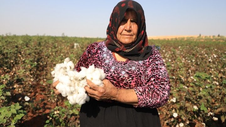 Although beset with challenges, cotton growing has returned Idlib