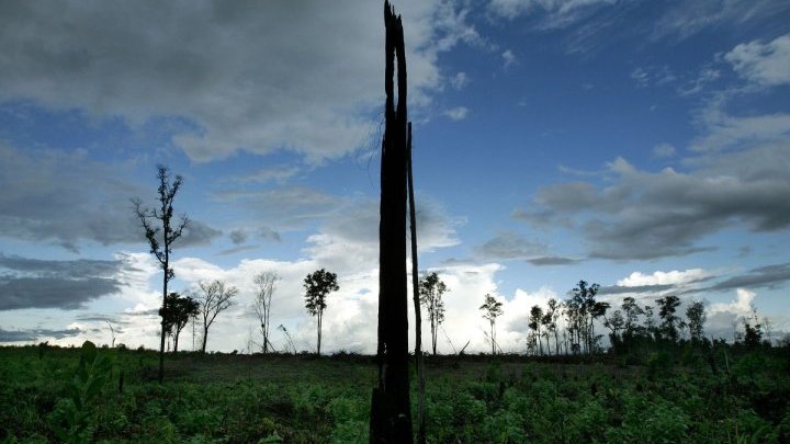 Indonesia dobla su producción de aceite de palma