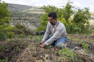 Sembrar la resistencia: la lucha por la soberanía alimentaria en Palestina