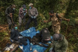 En Uganda, los cazadores de virus buscan indicios de la próxima pandemia