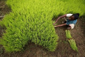 Contre le changement climatique et la cherté de la vie, les paysans bengalais ont une solution : le riz indigène