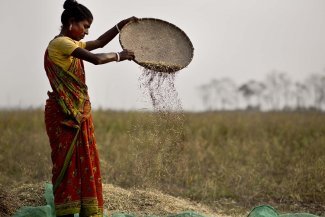 A pesar de la crisis agrícola en la India, las mujeres prosperan rehabilitando los cultivos alimenticios