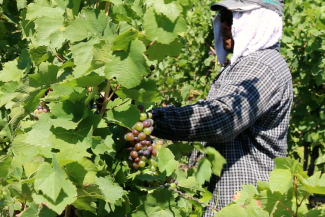Covid-19 makes a bad situation worse for agricultural migrant workers in Canada