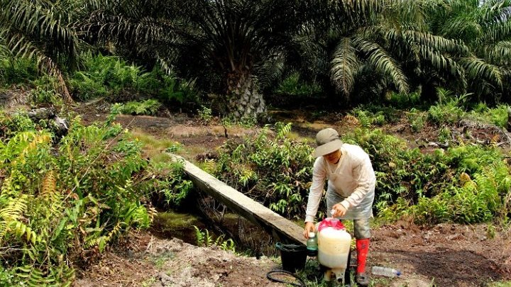 Précarité, salaires inférieurs et exposition aux produits chimiques : La brèche hommes-femmes dans l'industrie de l'huile de palme
