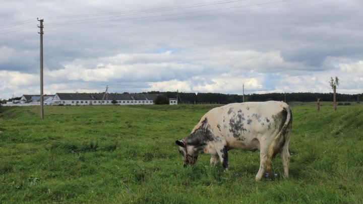 Des fermiers baltes anéantis par un virus porcin
