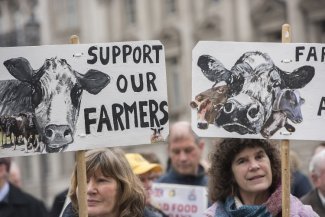 La caída de los precios de la leche lleva al borde del precipicio a los ganaderos británicos