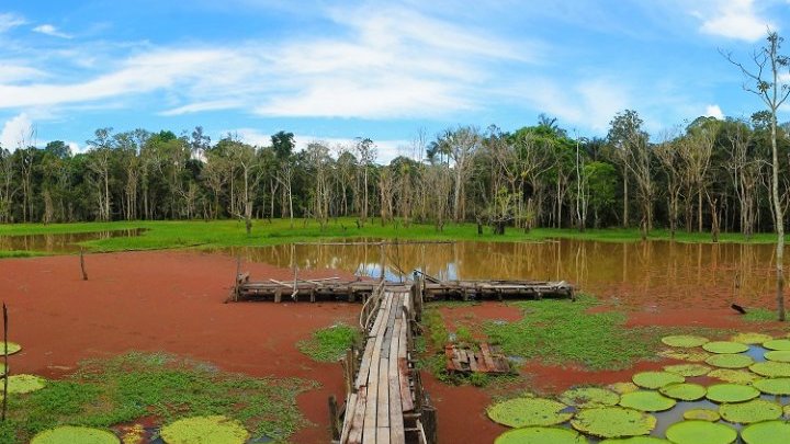 En nombre de su rico patrimonio y de su papel para el clima, ¿sería posible internacionalizar la Amazonia?