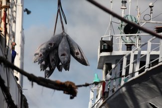 Can the world unite to combat illegal fishing?