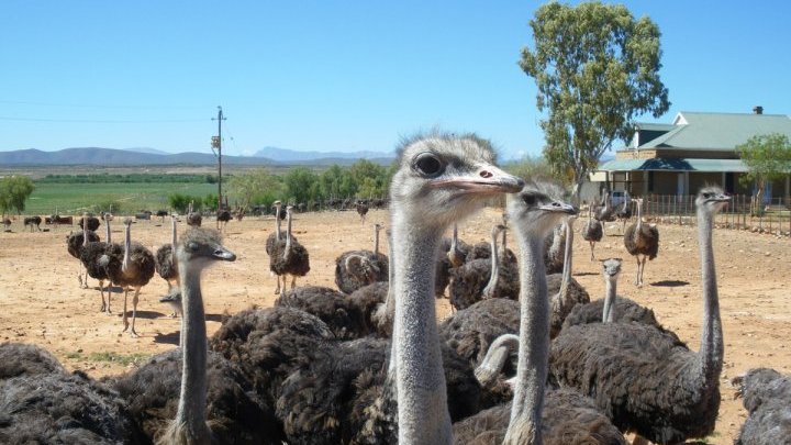 What lies ahead for South African ostrich farm workers?