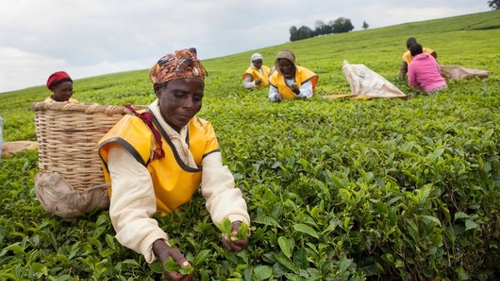Las mujeres, las más afectadas por la destrucción de empleo que trae la mecanización del sector del té en Kenia