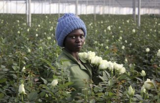 Low wages and poor conditions – a thorn in the side of Kenya's flower workers
