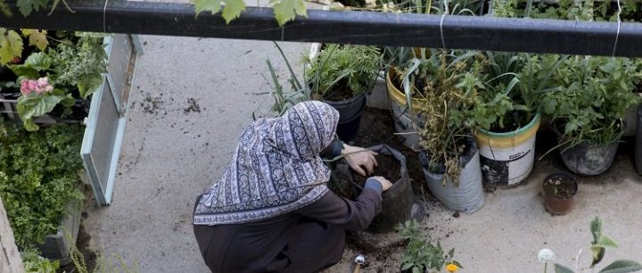 Agro-résistance en Palestine [vidéo] 