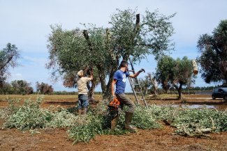 L'huile d'olive italienne menacée par une bactérie… et de mauvais choix politiques