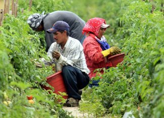 De los campos de San Quintín a los supermercados de EEUU: los trabajadores agrícolas mexicanos piden solidaridad