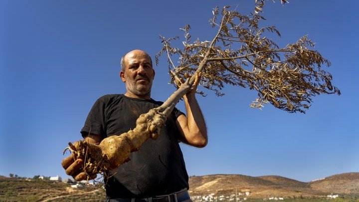 “Aceitunas amargas”, cuando los ataques de los colonos y el cambio climático causan estragos en la olivicultura palestina
