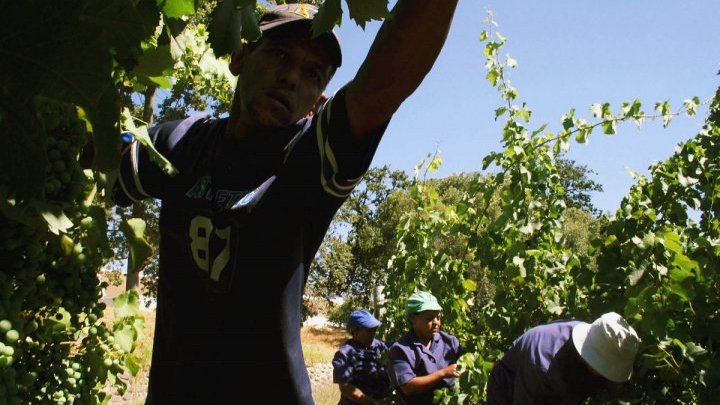Resaca colonial: grandes beneficios y explotación masiva en la región vinícola de El Cabo