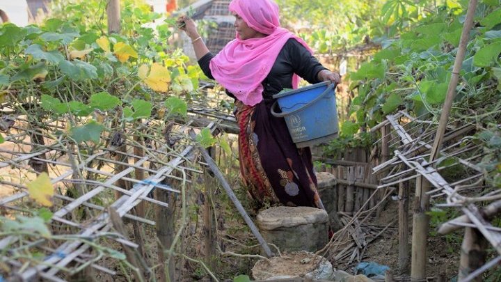 The secret gardens of Rohingya refugees